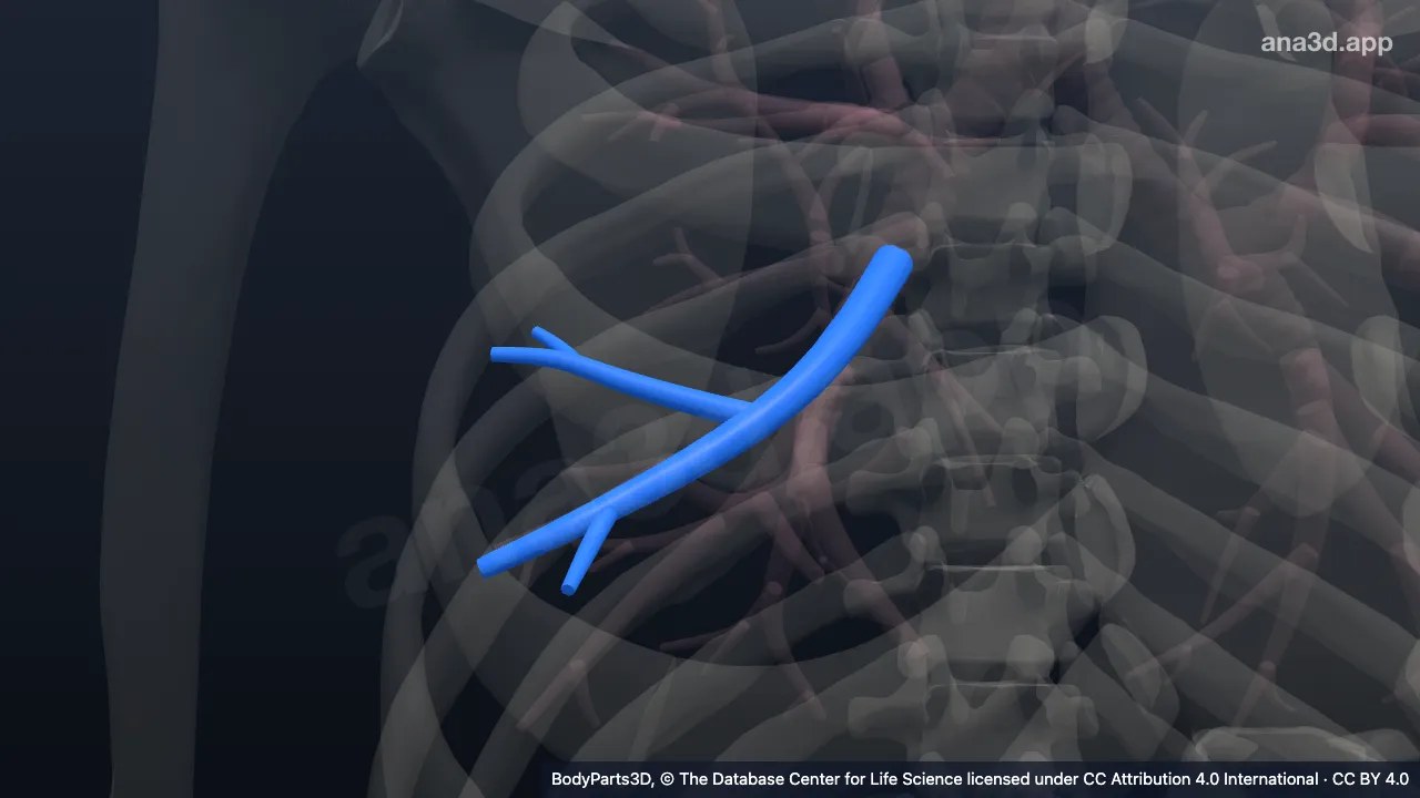 Modelo 3D: Árvore brônquica segmentar lateral