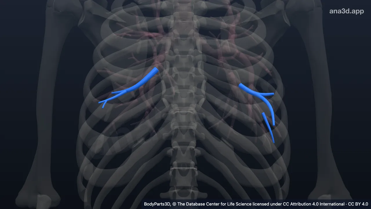 Model 3D: Pohon bronkus segmentalis basalis anterior