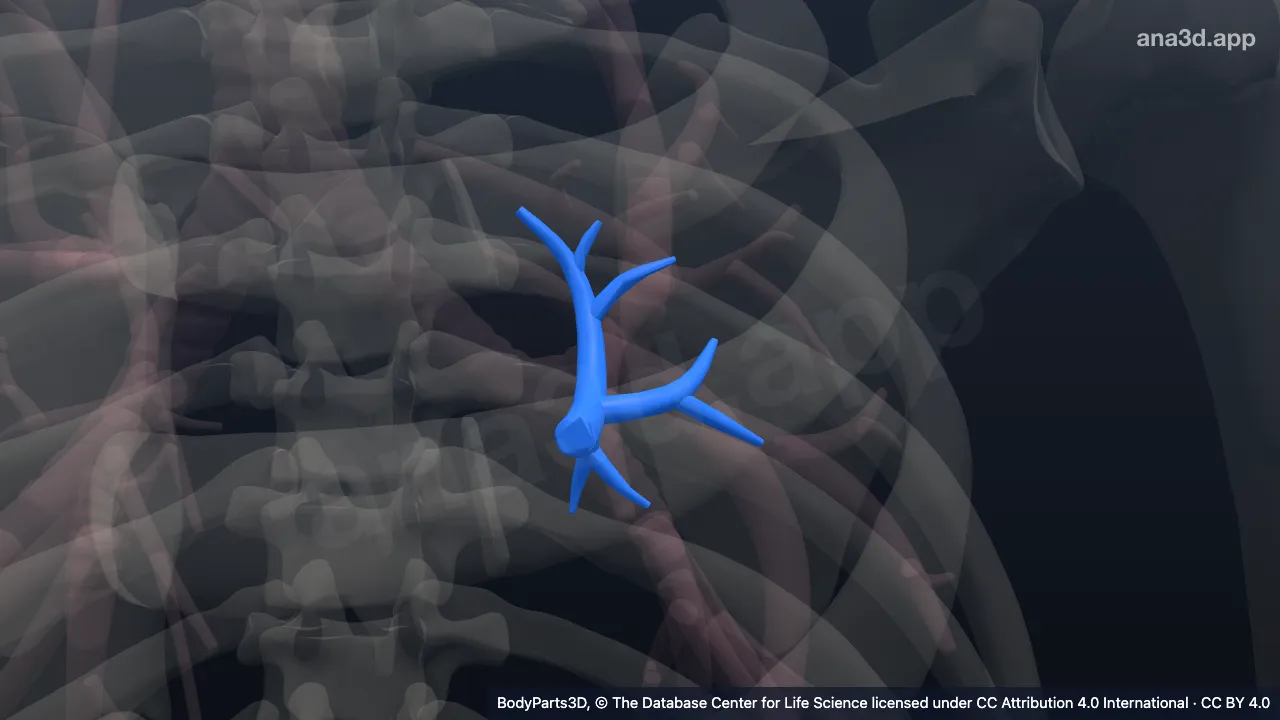 3D-Modell: Linker Bronchialbaum des Bronchus segmentalis superior