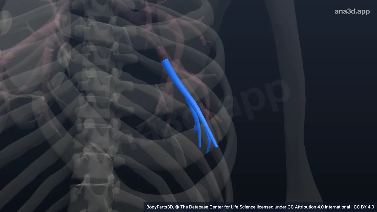 3D model: left lateral basal segmental bronchial tree