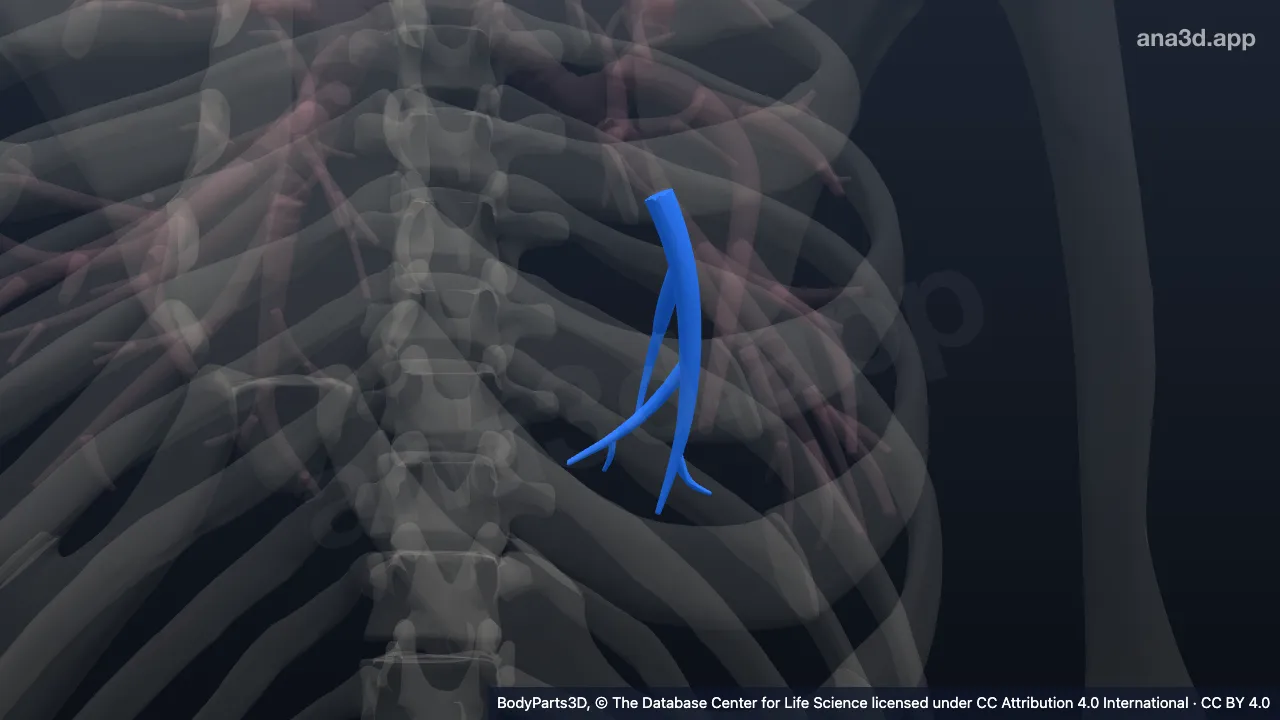 3D model: left posterior basal segmental bronchial tree