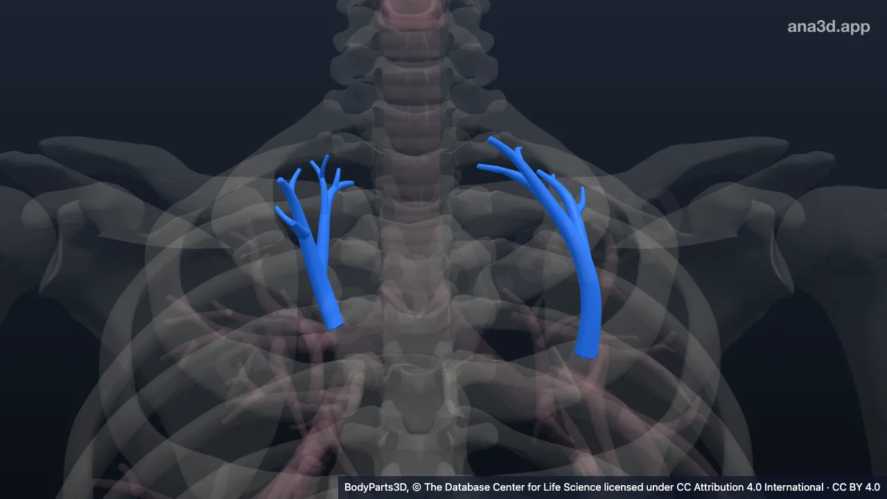 Modelo 3D: Árbol bronquial segmentario apical