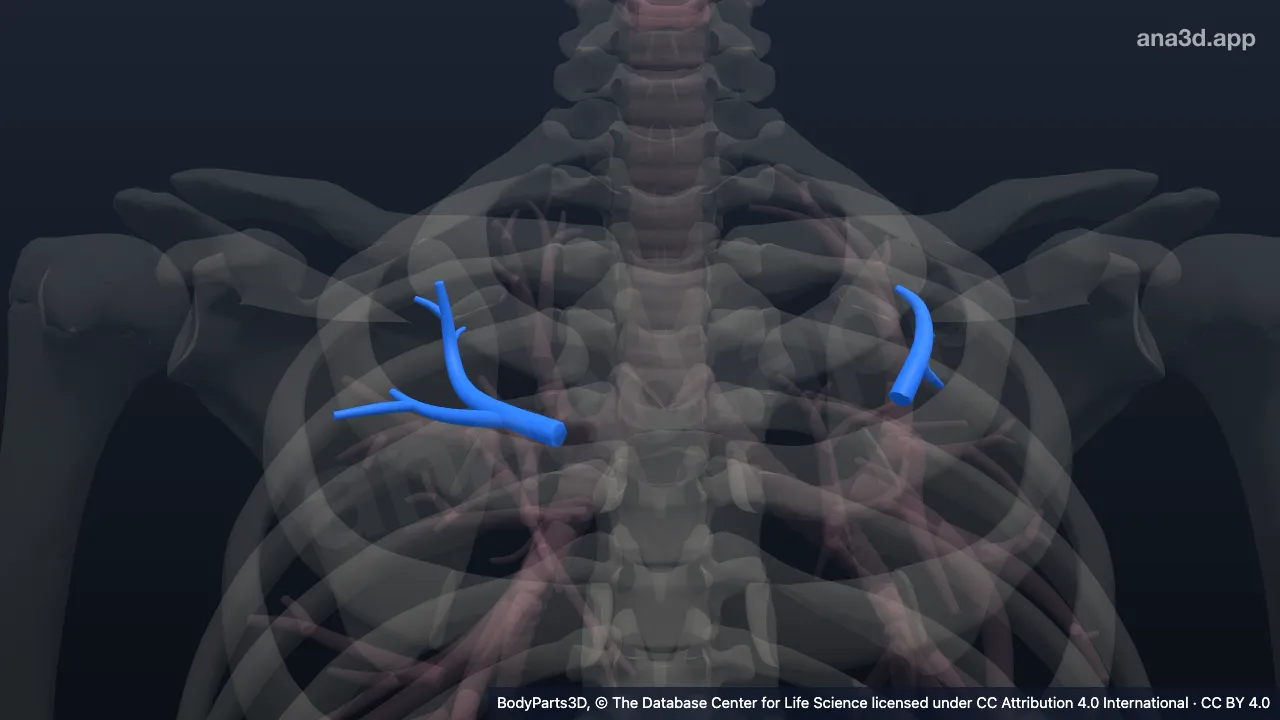 3D model: posterior segmental bronchial tree