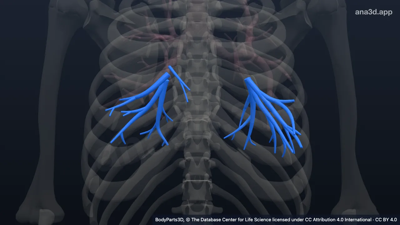 3D-Modell: Bronchialbaum des Bronchus segmentalis basalis