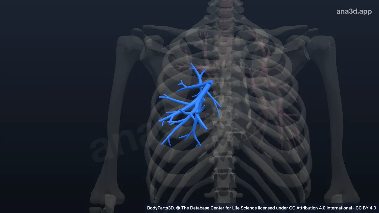 Modelo 3D: Parte inferomedial da árvore brônquica direita