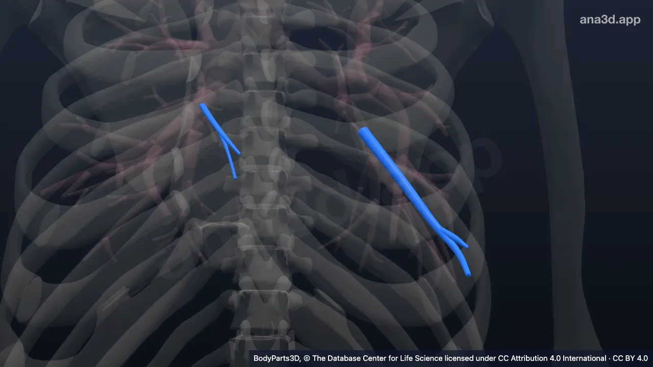 Modèle 3D : Arbre bronchique segmentaire basal médial