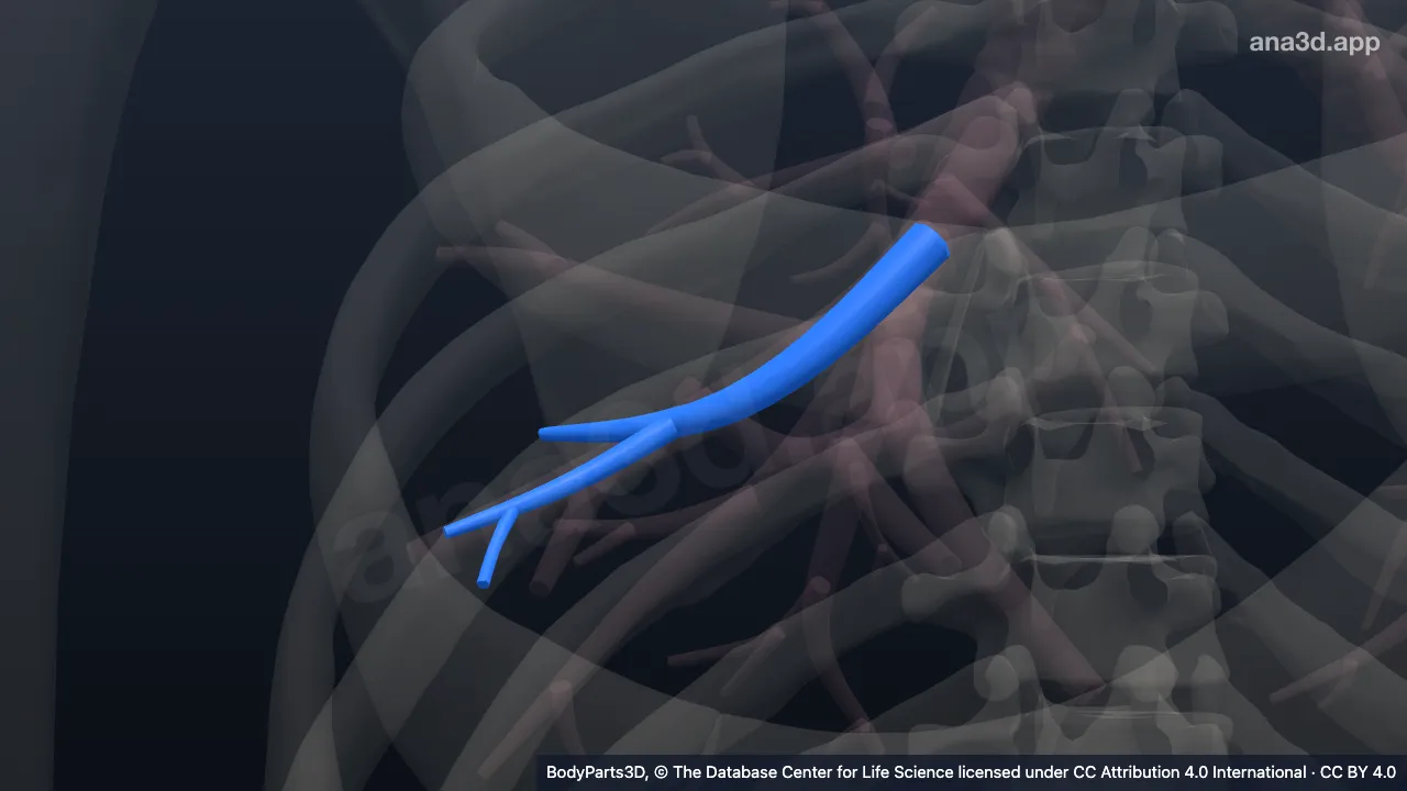 Modèle 3D : Arbre bronchique segmentaire basal antérieur droit