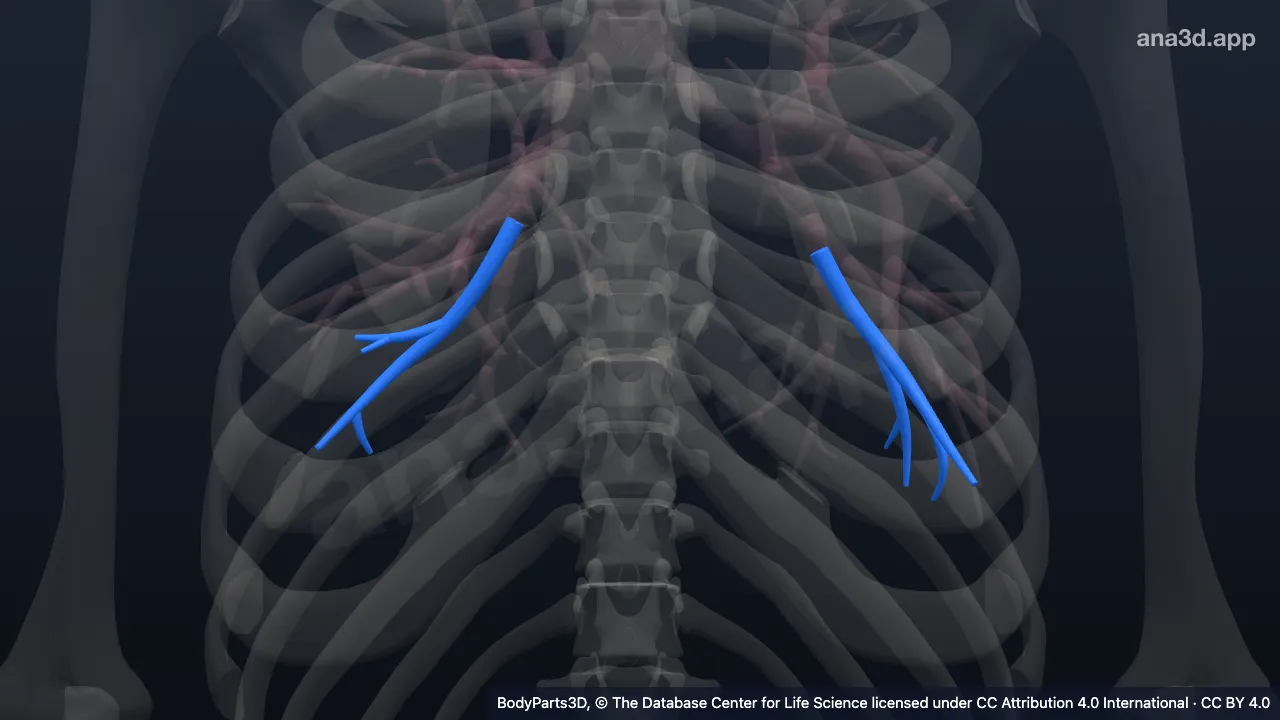 3D model: lateral basal segmental bronchial tree