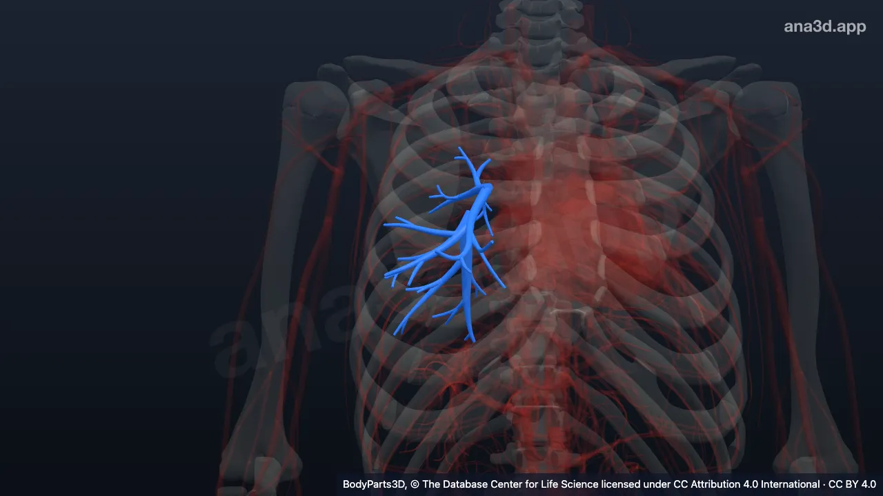 3D-Modell: Ramus inferomedialis der rechten Arteria pulmonalis