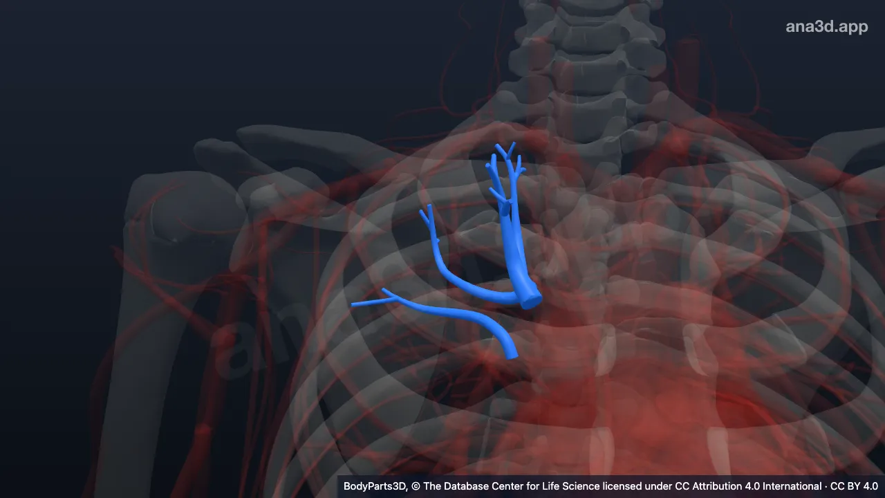 3D model: apicoposterior division of right upper lobar artery
