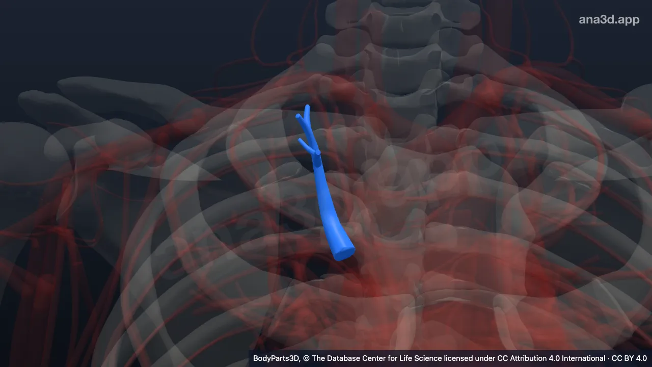 Model 3D: Bagian apikal arteri segmentalis apikalis kanan