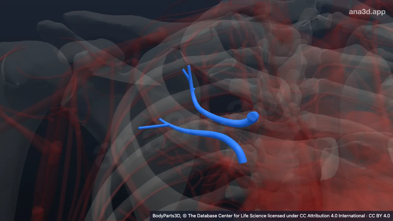 3D model: subsegmental part of posterior segmental artery