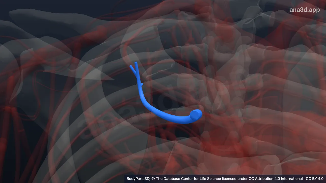 3D model: apical part of posterior segmental artery