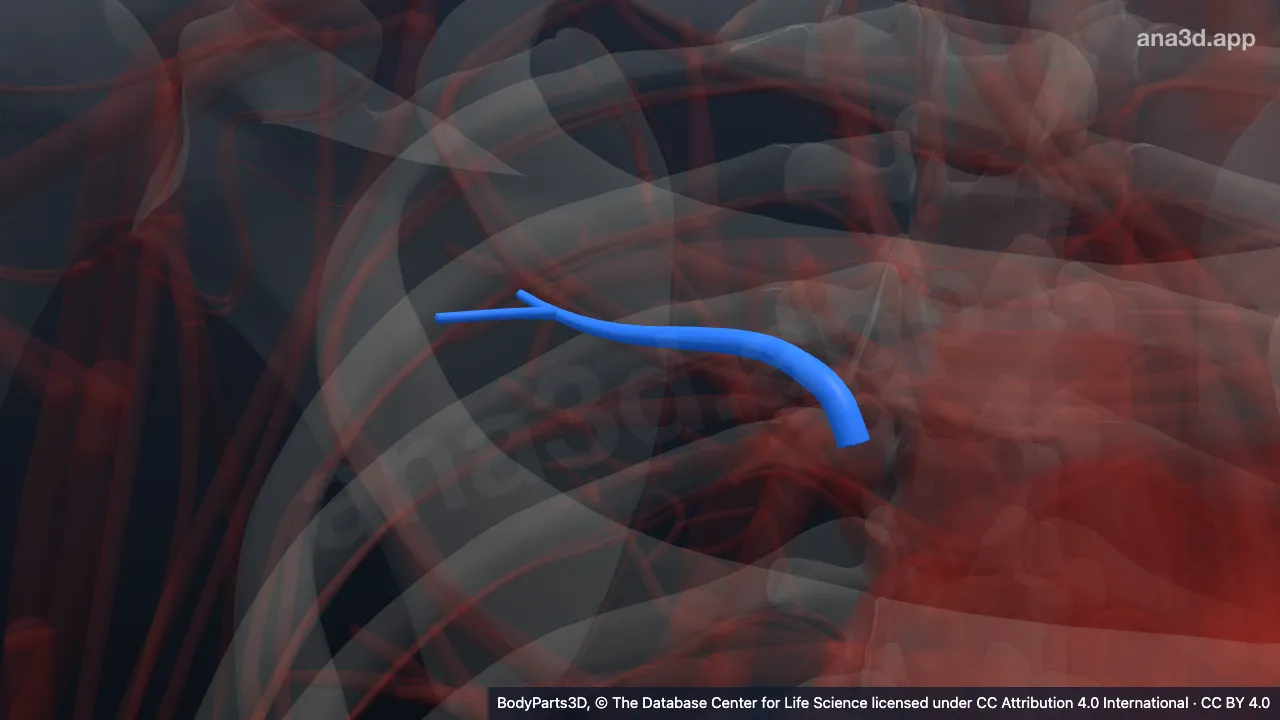 Modelo 3D: Parte posterior de la arteria segmentaria posterior derecha