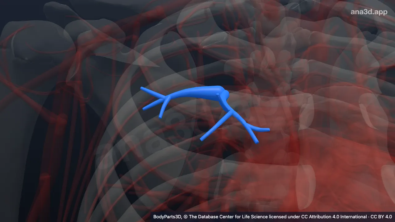 Modelo 3D: Parte subsegmentar da artéria segmentar anterior