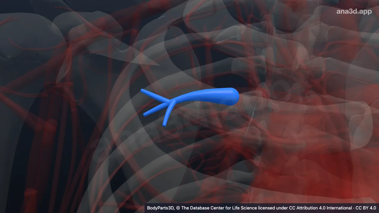 3D model: posterior branch of right anterior segmental artery