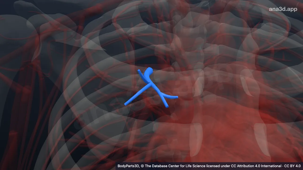 3D model: anterior branch of anterior segmental artery