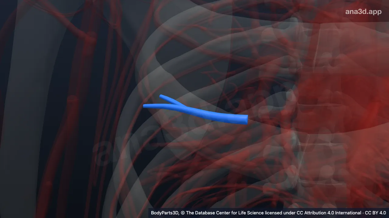 3D model: posterior branch of lateral segmental artery
