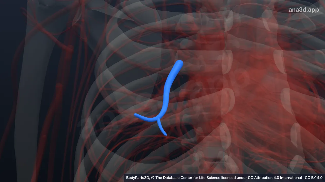 Model 3D: Cabang superior arteri segmentalis medialis
