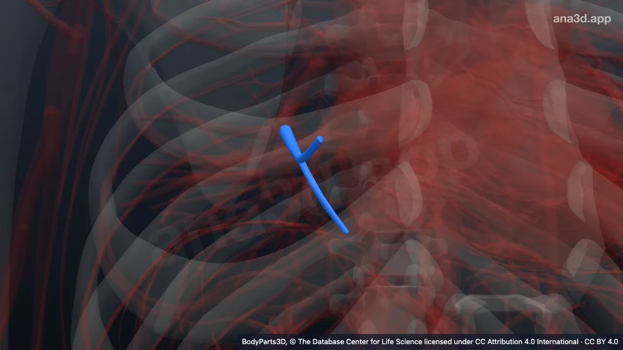 3D-Modell: Ramus inferior der Arteria segmentalis medialis