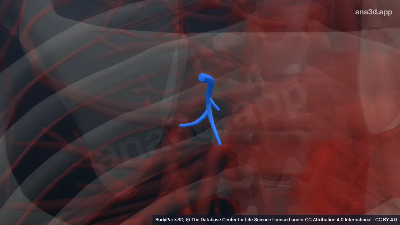 3D model: medial branch of superior segmental artery