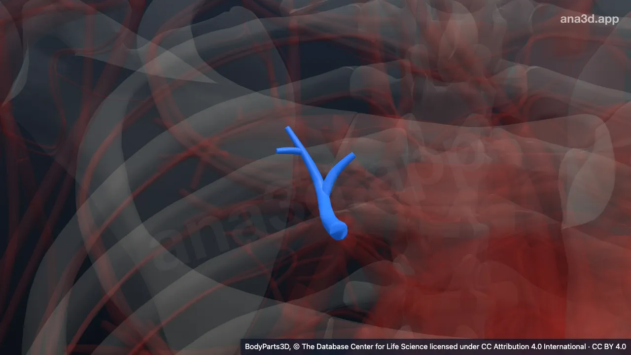 Modèle 3D : Branche supérieure de l'artère segmentaire supérieure droite