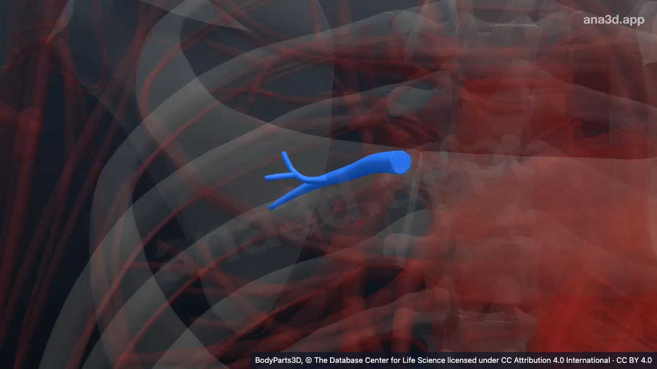3D model: lateral branch of superior segmental artery