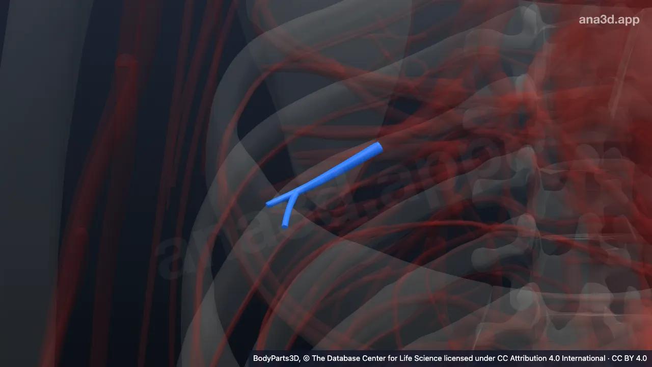 Model 3D: Cabang basal arteri segmentalis basalis anterior kanan