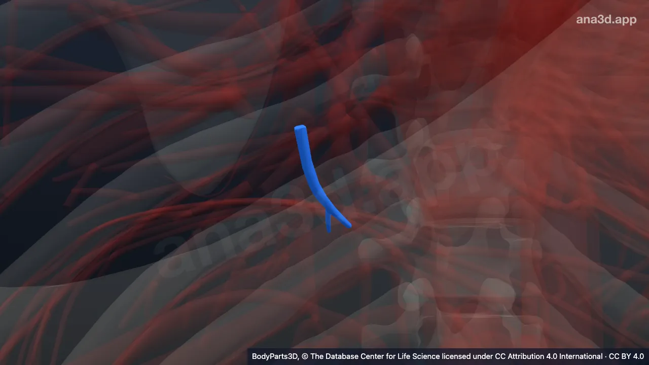 3D model: accessory subsuperior branch of posterior basal segmental artery