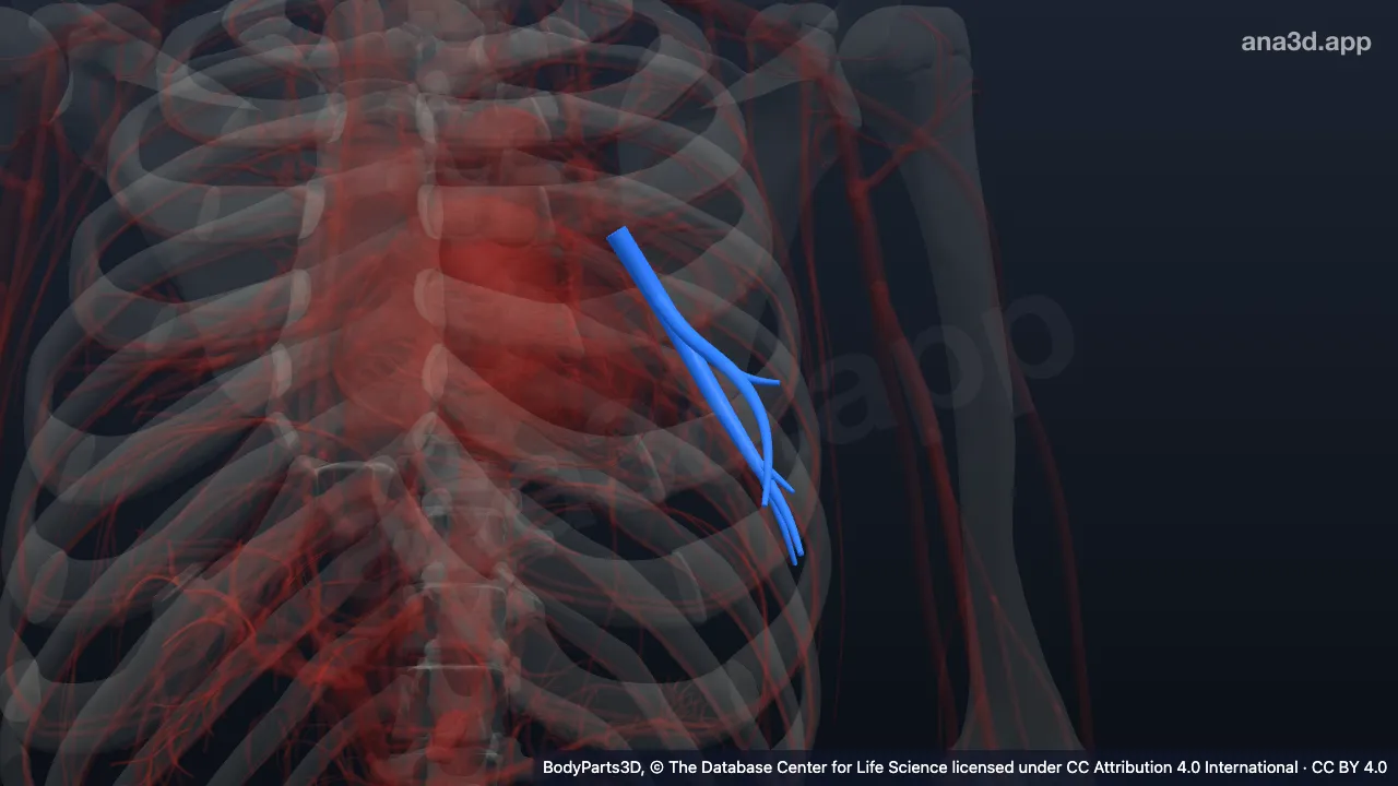3D model: antero-medial basal segmental artery