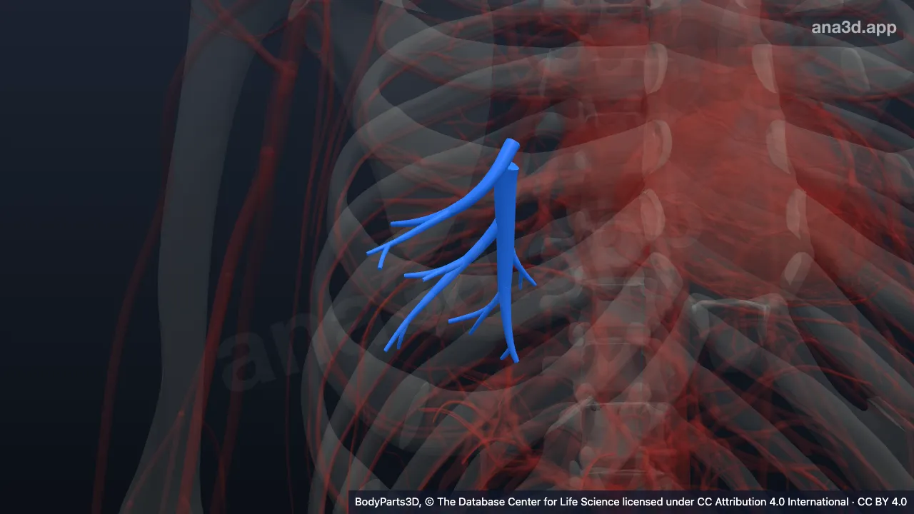 3D model: right basal segmental artery