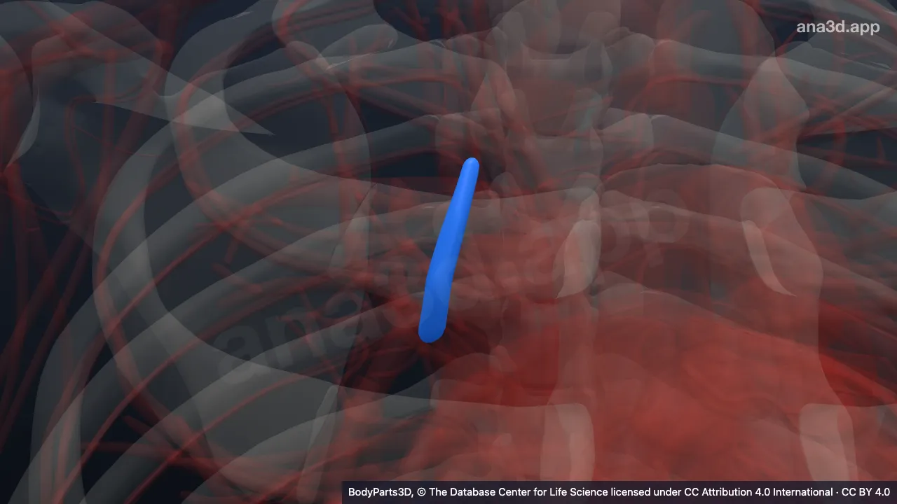 3D model: trunk of apical segmental vein