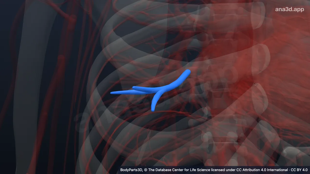 3D model: posterior part of lateral segmental vein