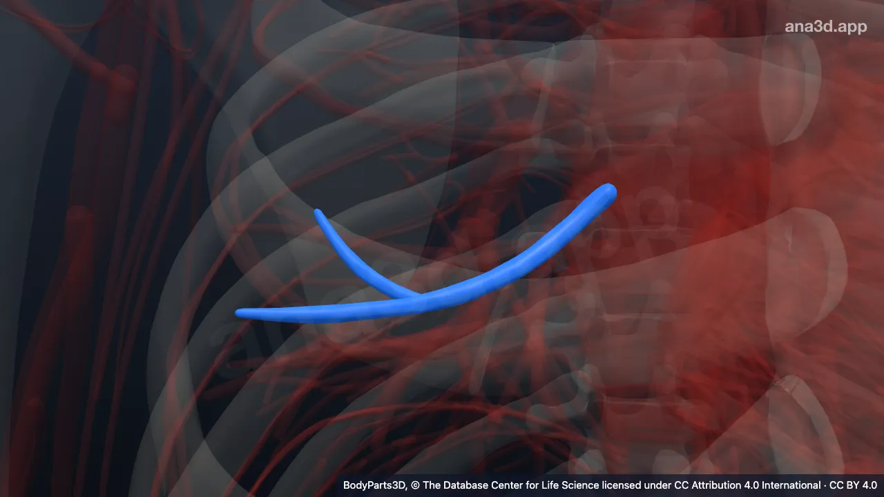 3D-Modell: Vorderer Teil der Vena segmentalis lateralis