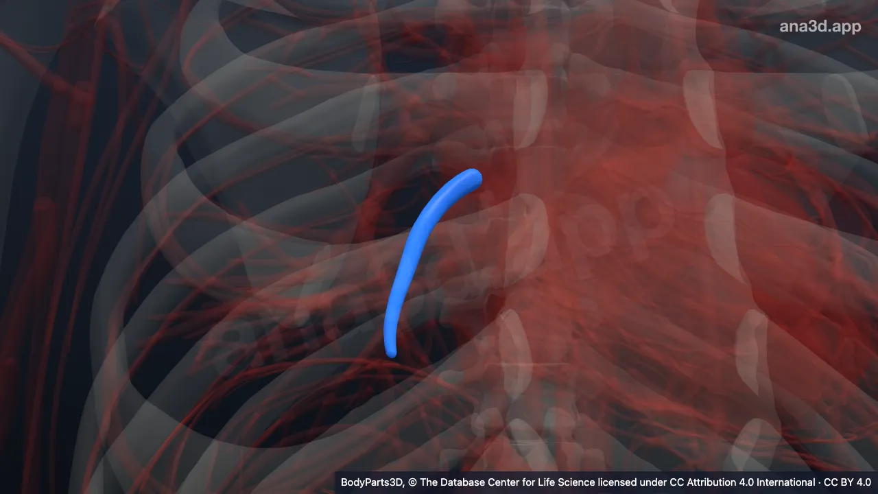 3D-Modell: Oberer Teil der Vena segmentalis medialis