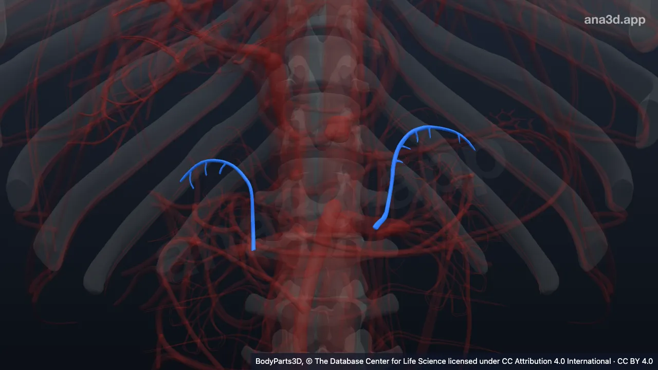 Modelo 3D: Arteria suprarrenal inferior