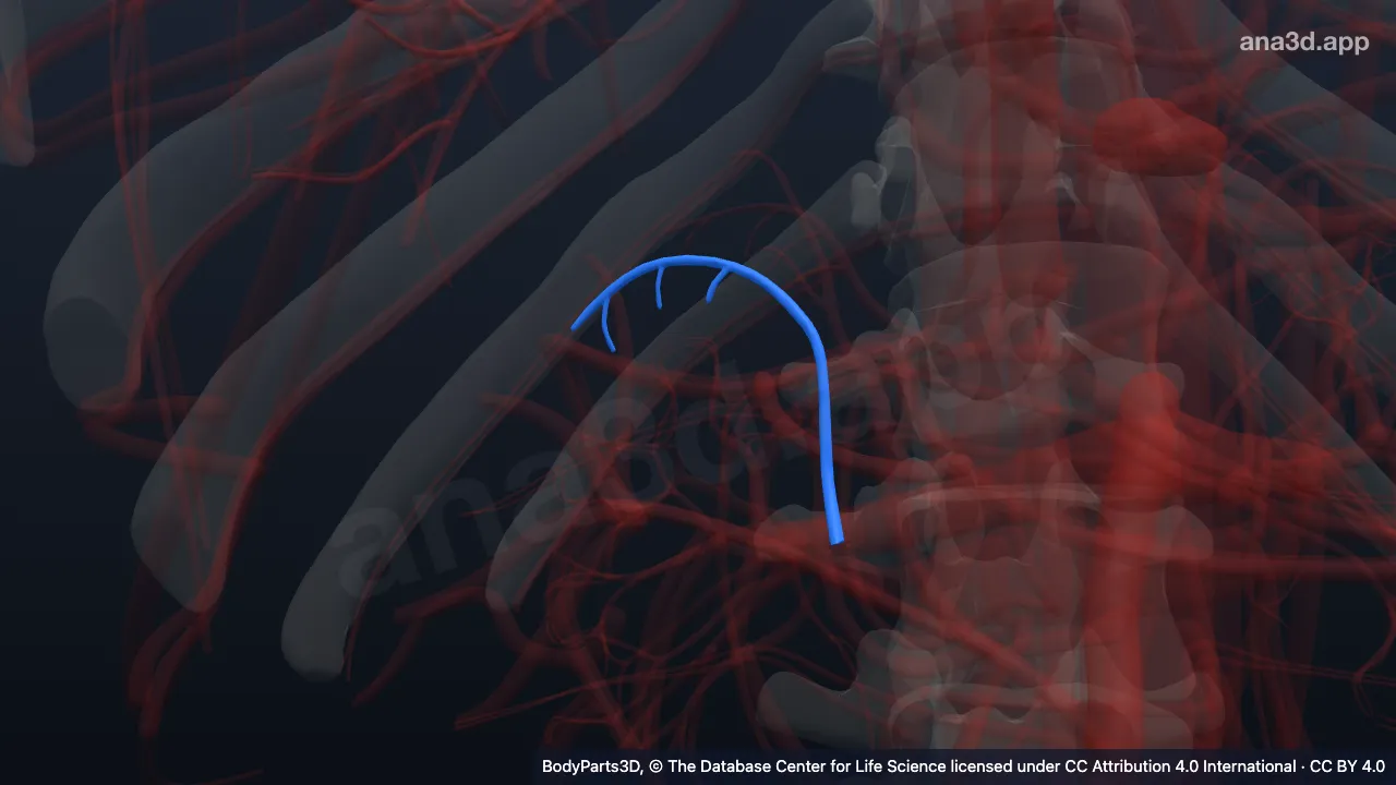 Modelo 3D: Arteria suprarrenal inferior derecha