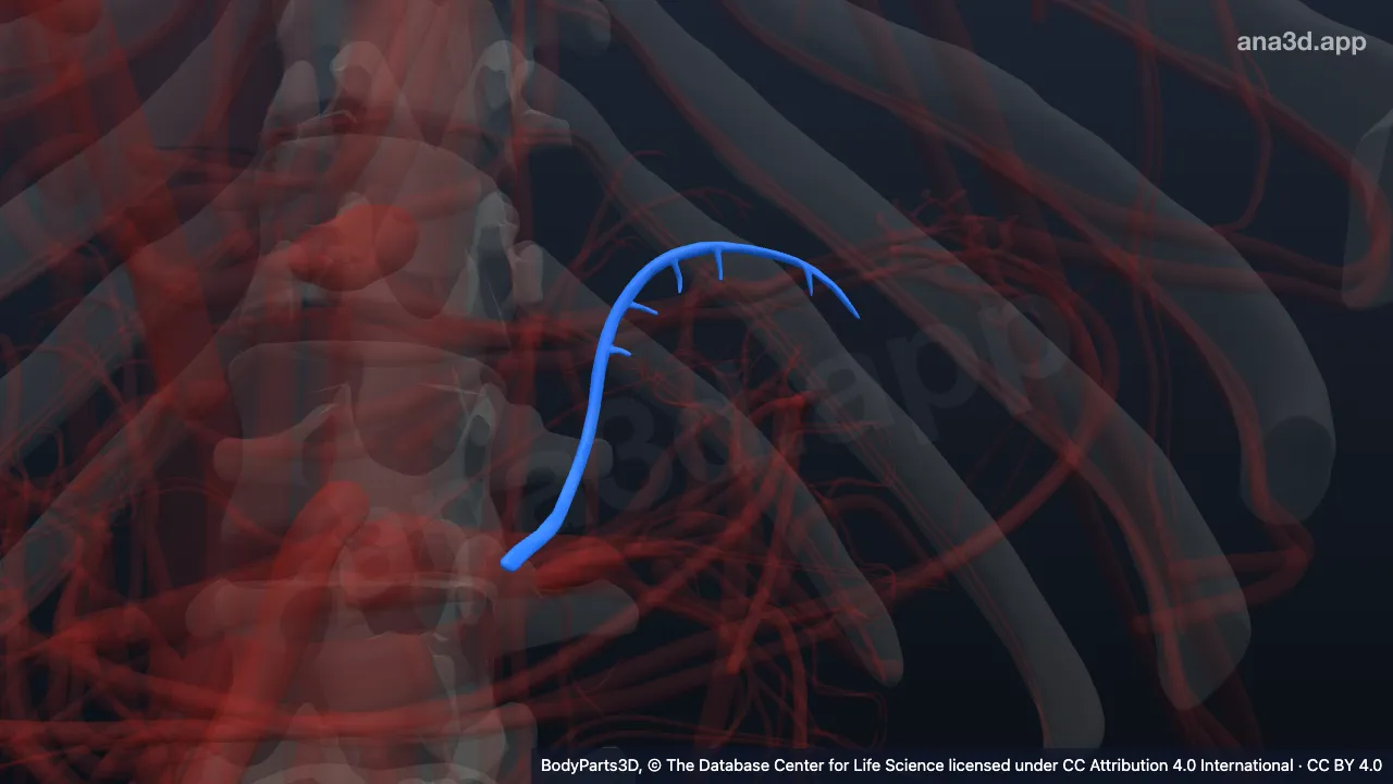 Modèle 3D : Artère surrénale inférieure gauche