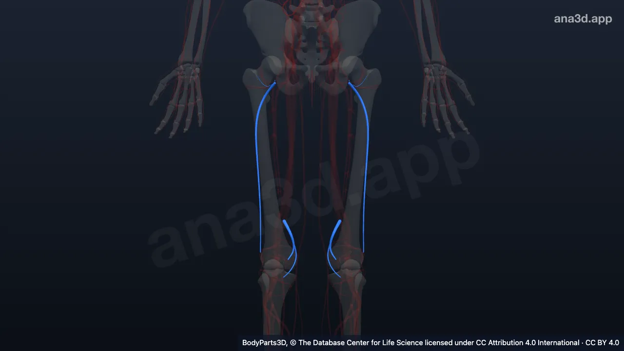3D model: subdivision of deep femoral artery