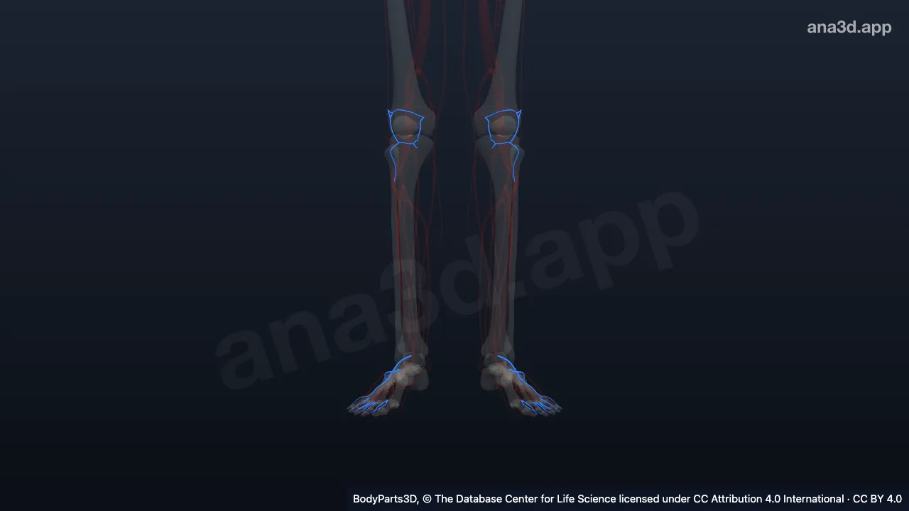 Modelo 3D: Subdivisión de la arteria tibial anterior