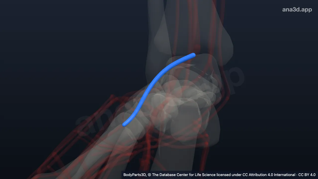 3D model: right lateral tarsal artery