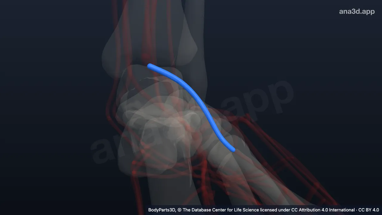 3D model: left lateral tarsal artery