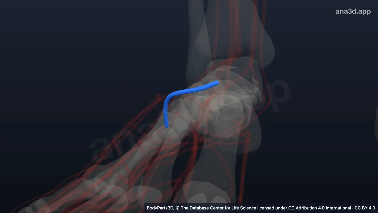 3D model: right arcuate artery