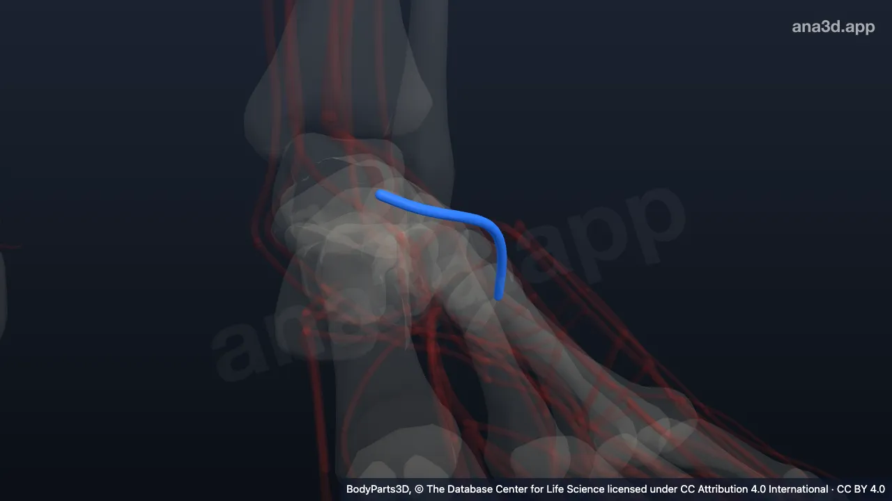 3D model: left arcuate artery