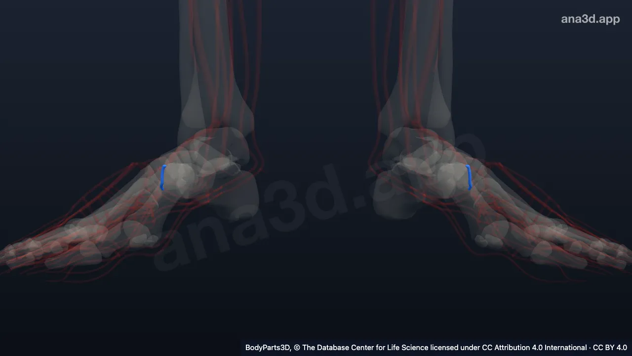 Modelo 3D: Arteria plantar profunda