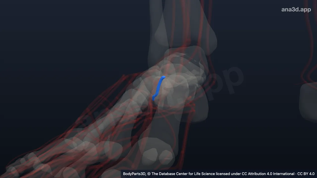Modelo 3D: Arteria plantar profunda derecha