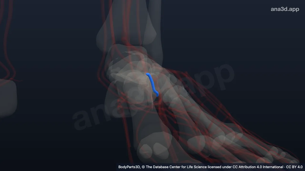 Modelo 3D: Arteria plantar profunda izquierda