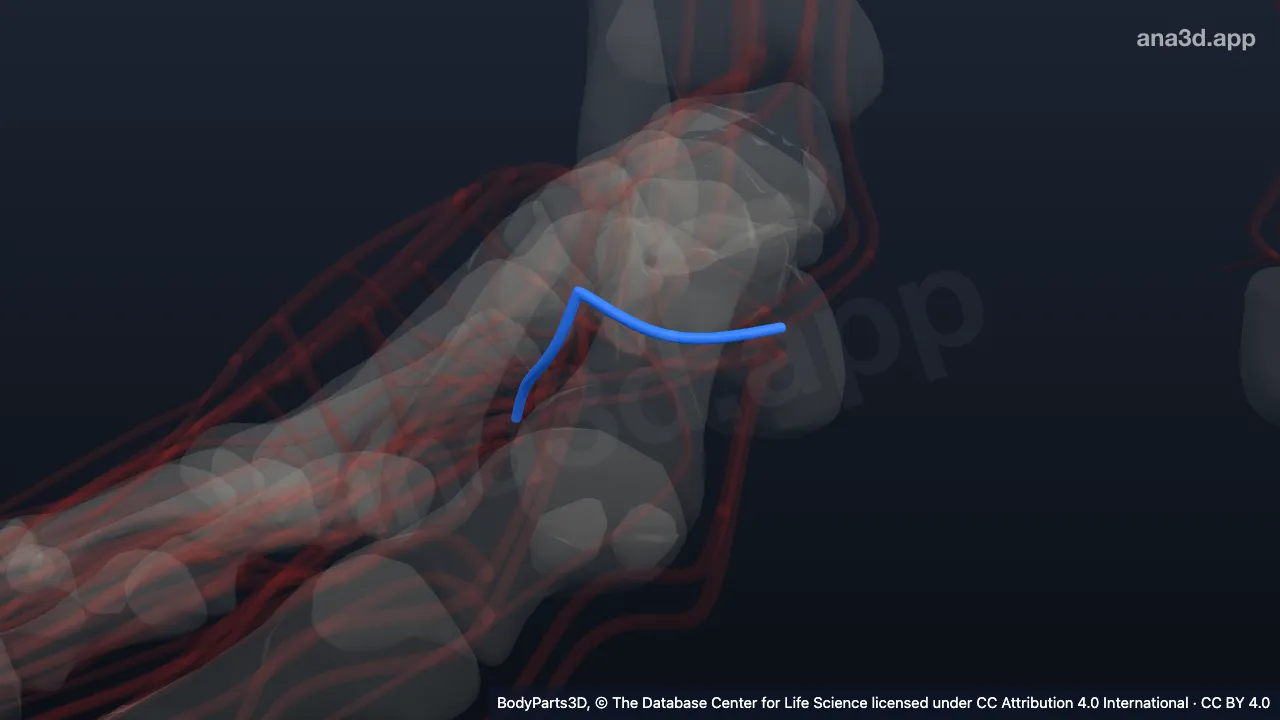 Modelo 3D: Tronco de la arteria plantar lateral derecha