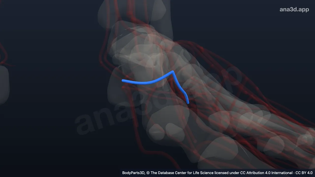 3D model: trunk of left lateral plantar artery