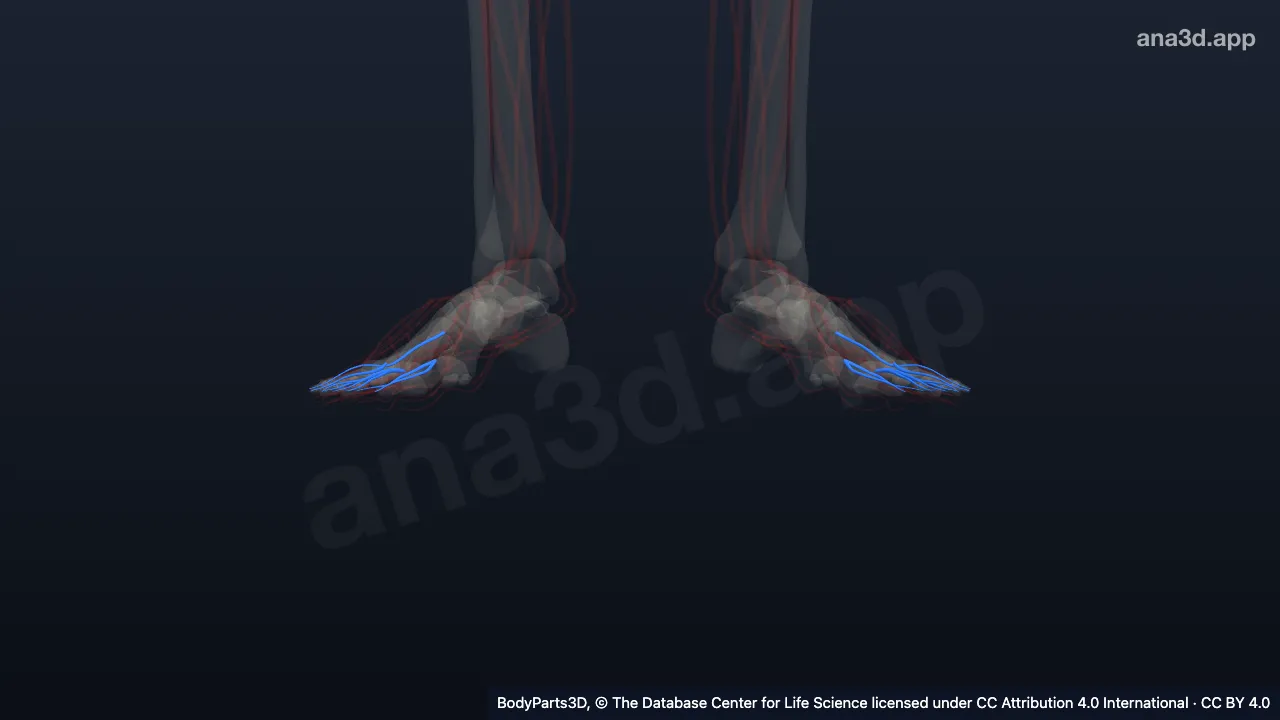 3D model: digital artery of foot
